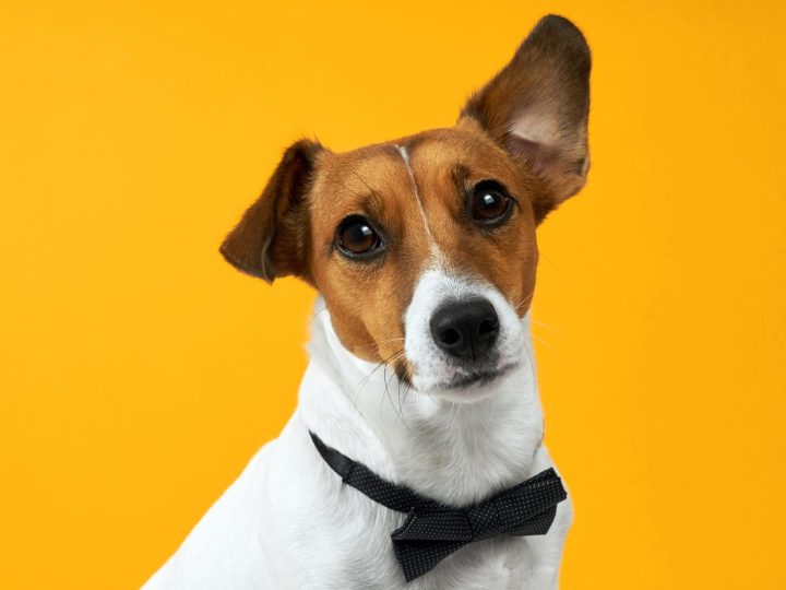 Come togliere la resina dal pelo del cane?