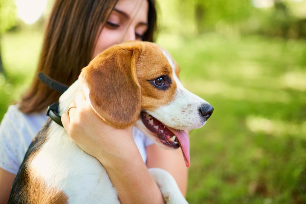Come togliere le pulci al cane in modo naturale