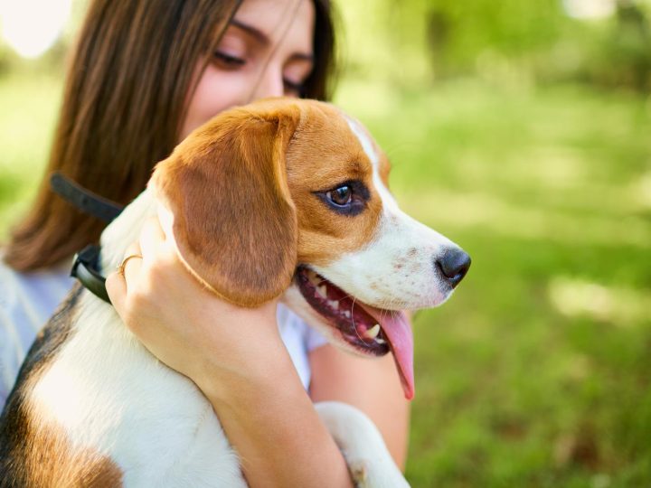 Come togliere le pulci al cane in modo naturale?