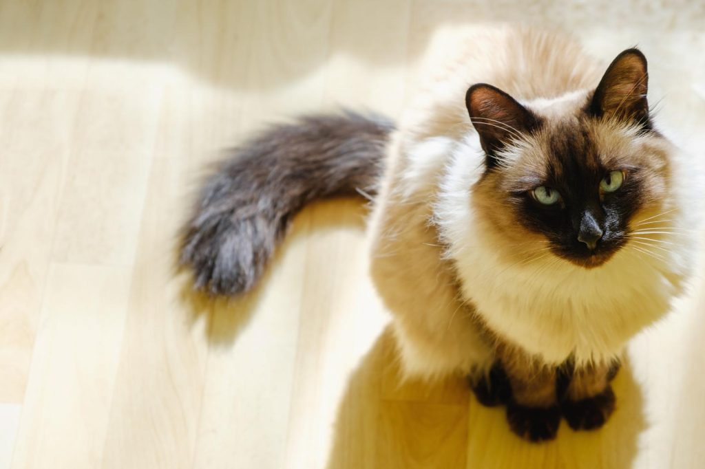 Come togliere le pulci al gatto