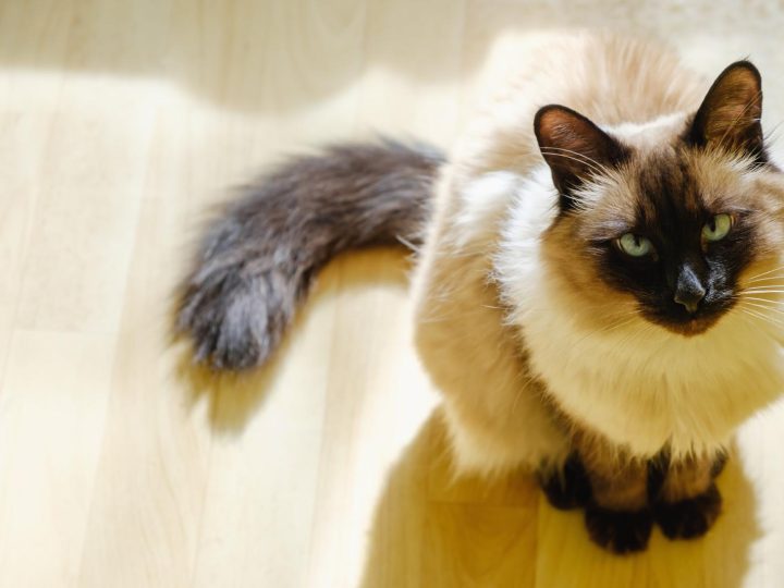 Come togliere le pulci al gatto?