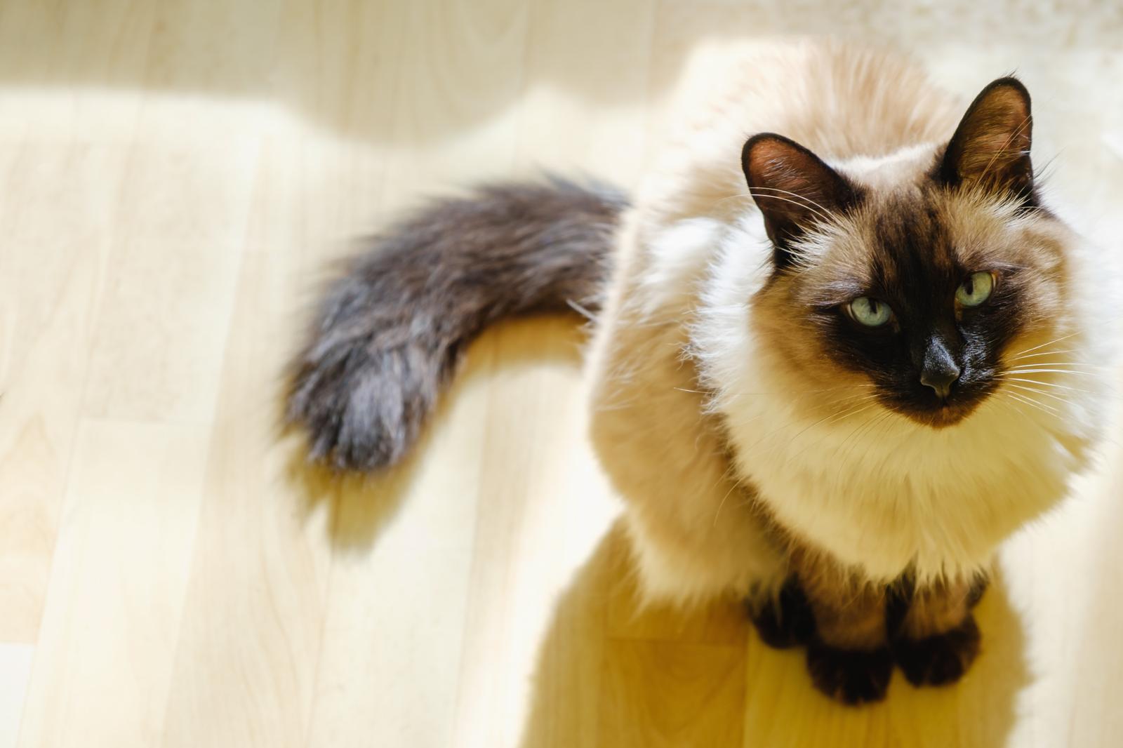 Come togliere le pulci al gatto?