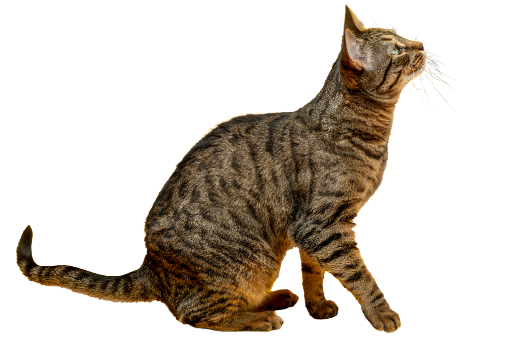 Come togliere le zecche al gatto