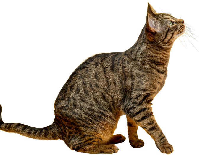Come togliere le zecche al gatto?