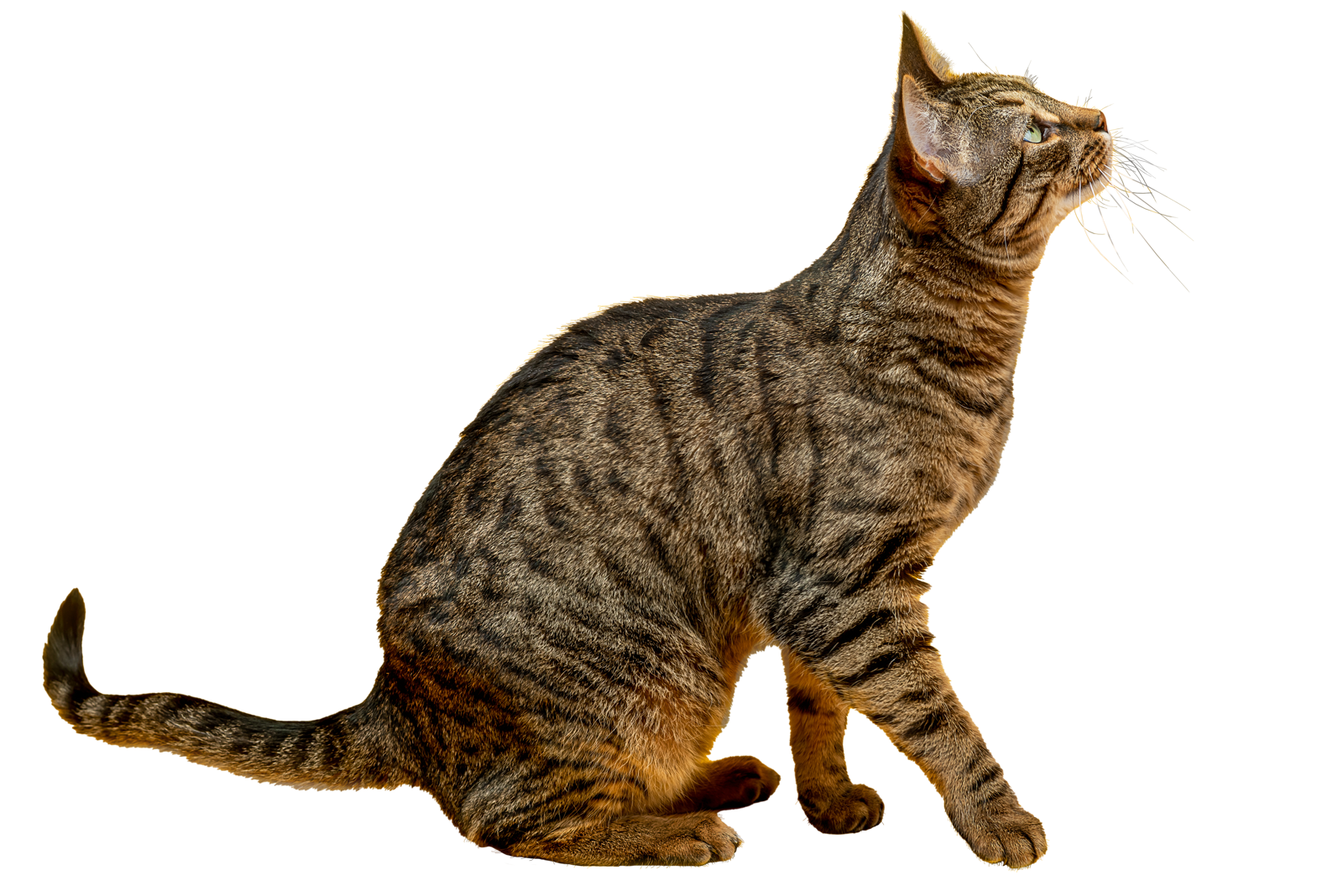 Come togliere le zecche al gatto?