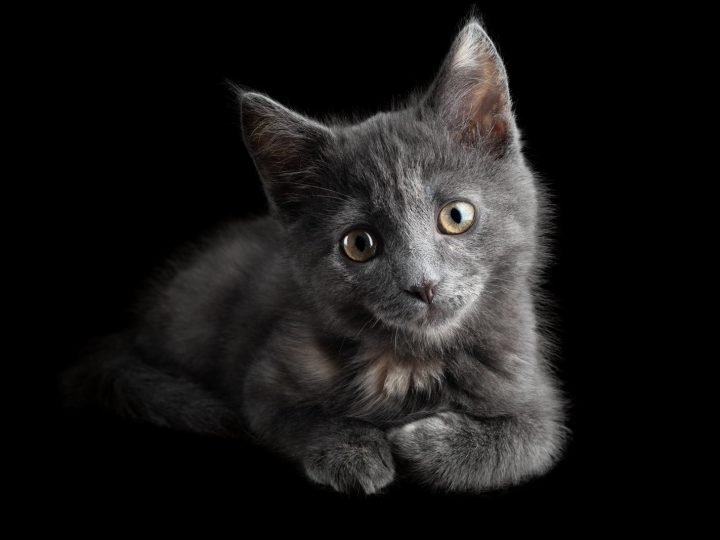 Come togliere l’odore di pipi del gatto dal materasso?