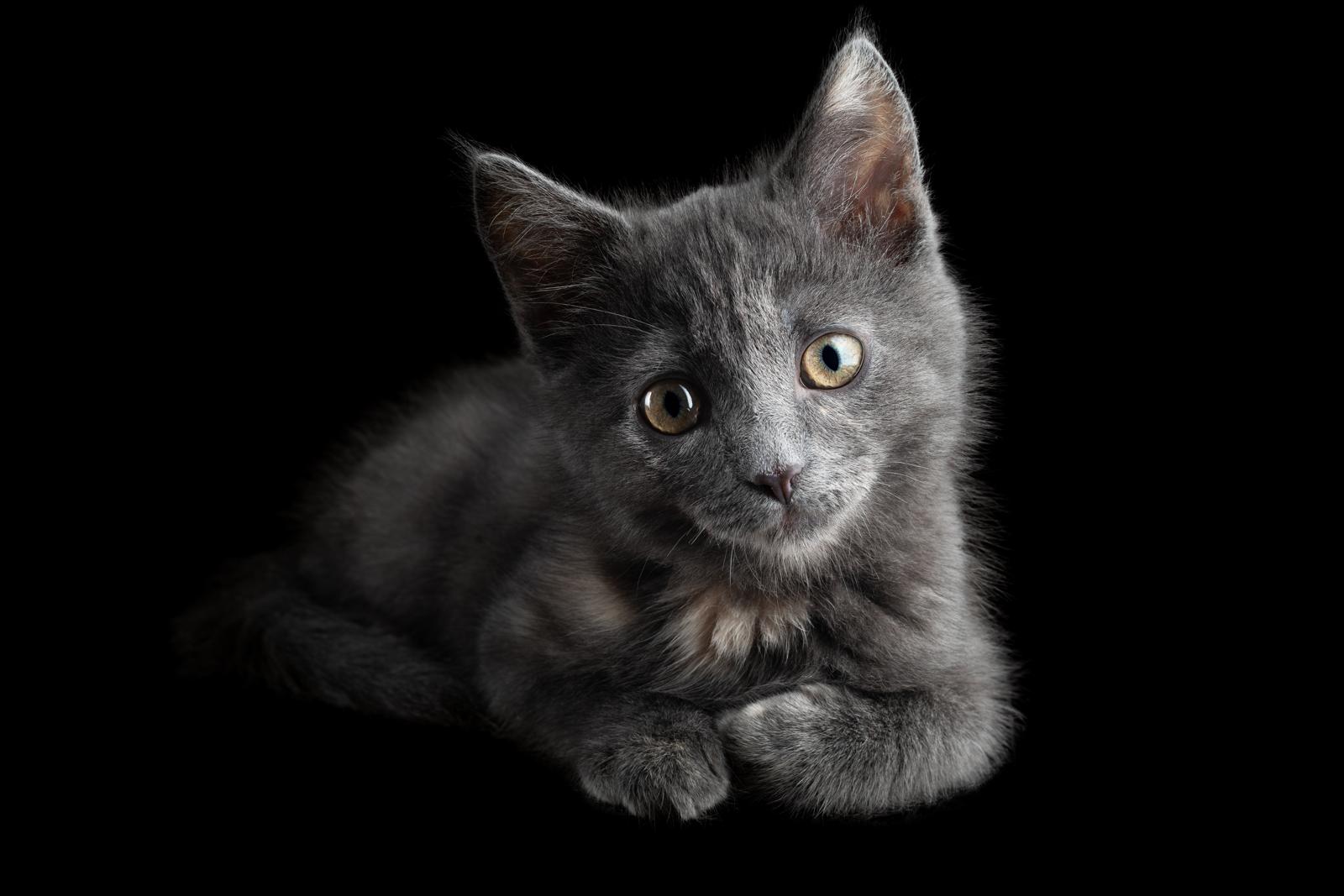 Come togliere l’odore di pipi del gatto dal materasso?