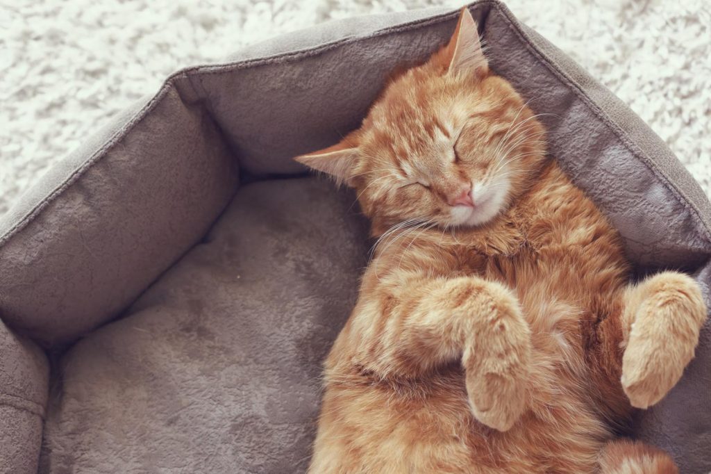 Come togliere l'odore di pipi di gatto dai tessuti