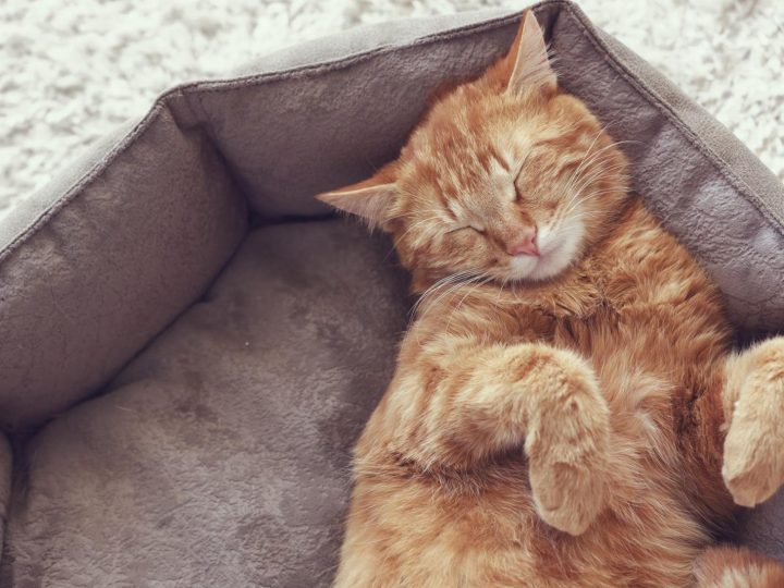 Come togliere l’odore di pipi di gatto dai tessuti?