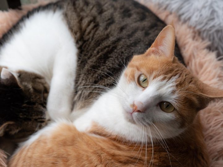 Come togliere odore pipi gatto?