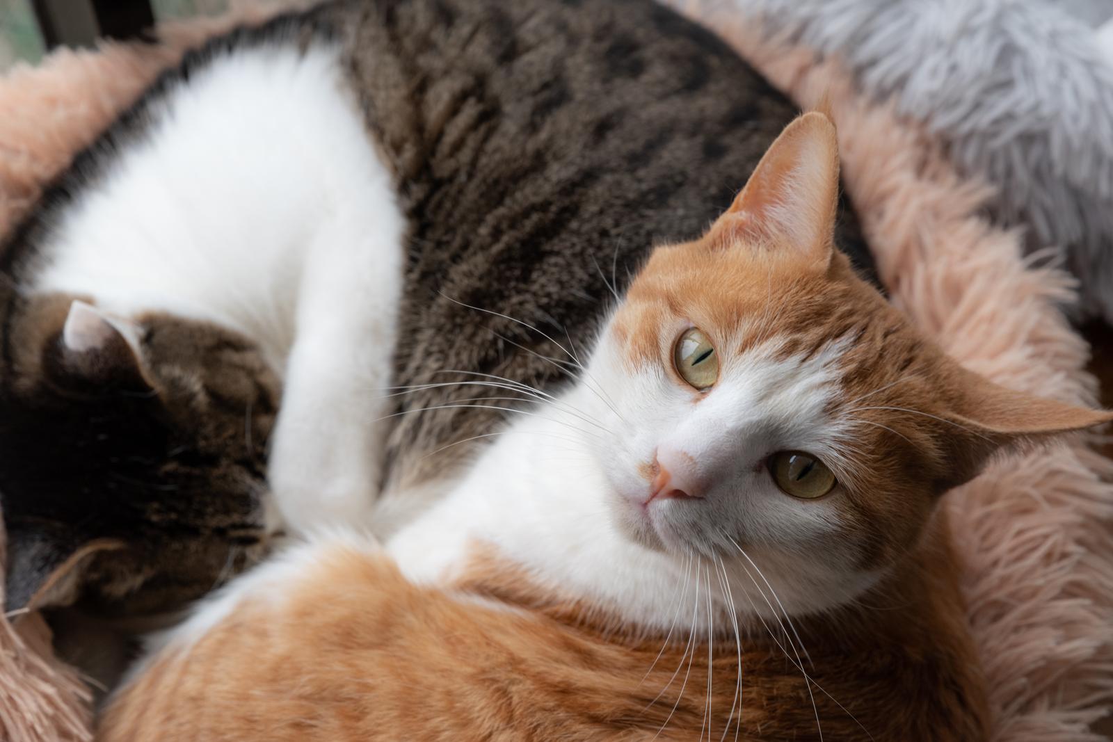 Come togliere odore pipi gatto?