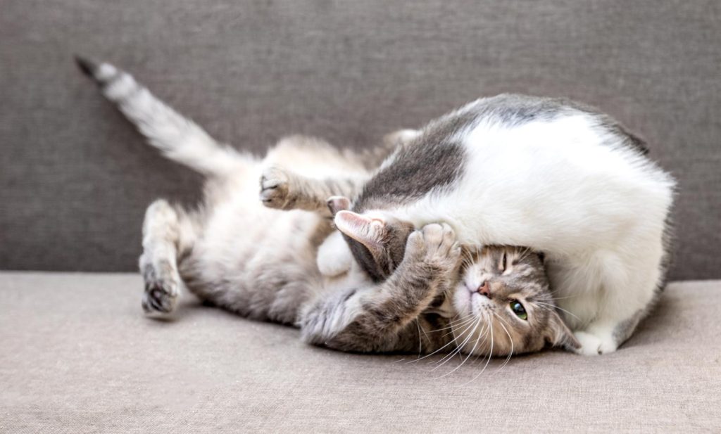 Come tosare un gatto pieno di nodi