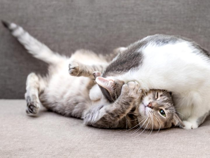 Come tosare un gatto pieno di nodi?