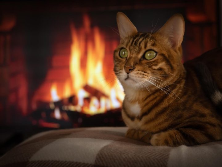 Come tranquillizzare un gatto?