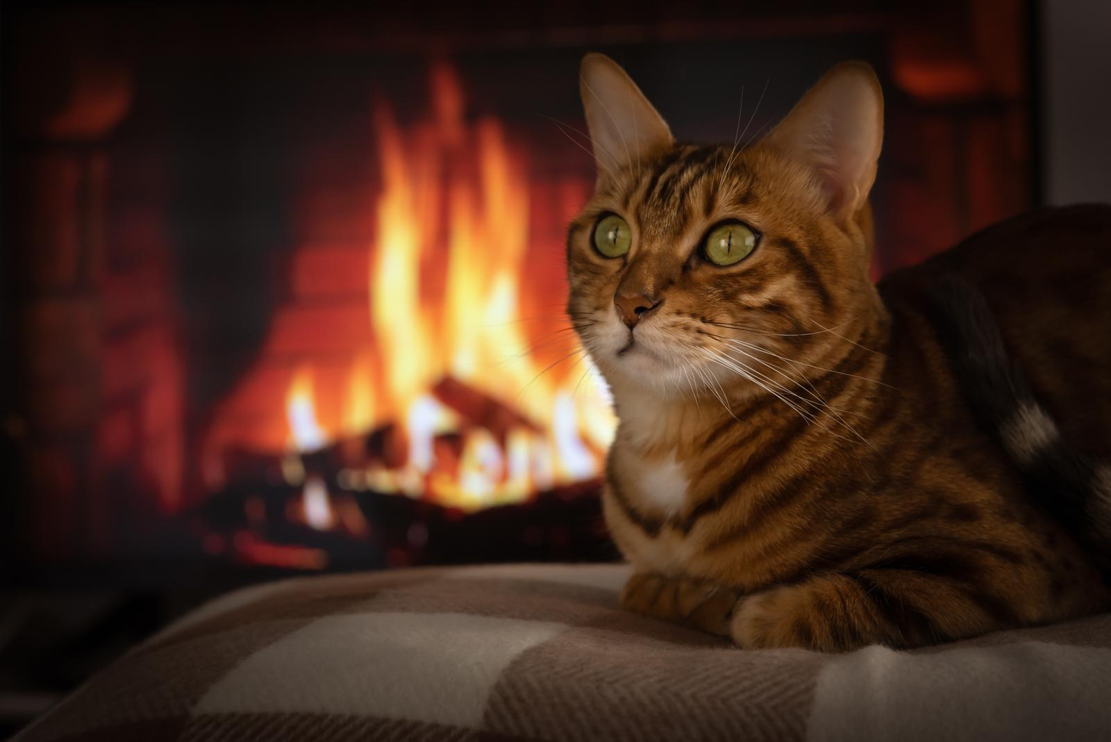 Come tranquillizzare un gatto?