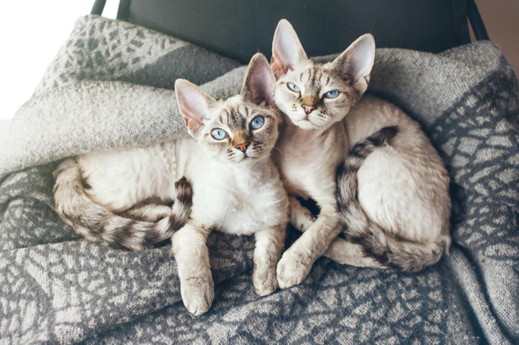 Come vedere se un gatto è maschio o femmina