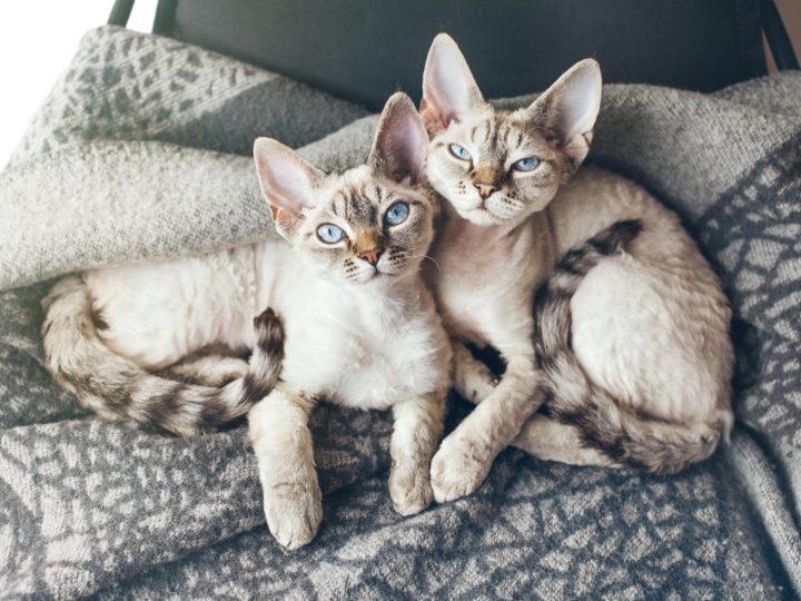 Come vedere se un gatto è maschio o femmina?