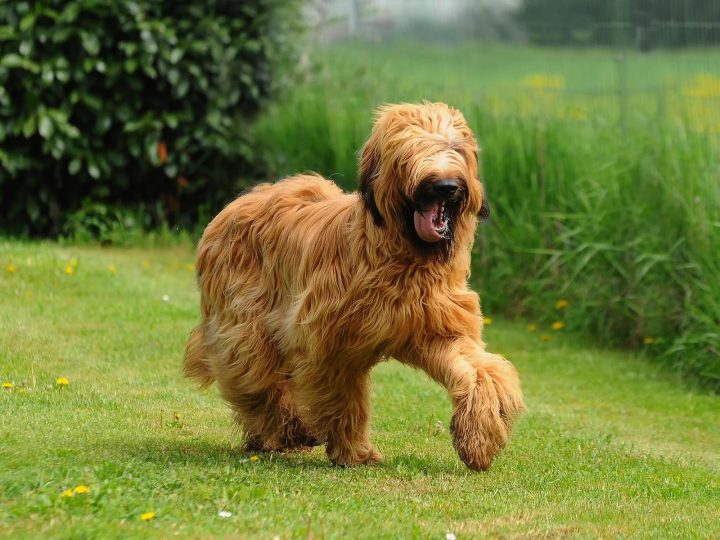 Come vedono i cani?