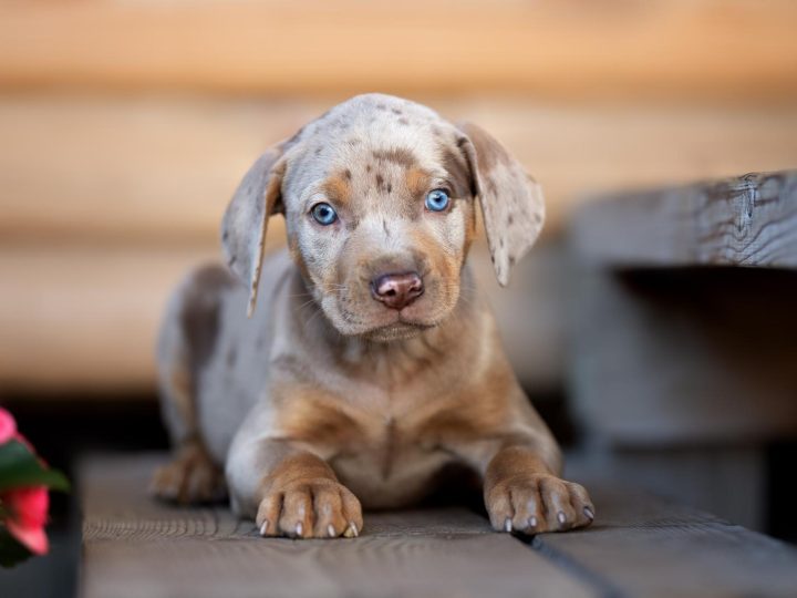 Come vedono i cani di notte?