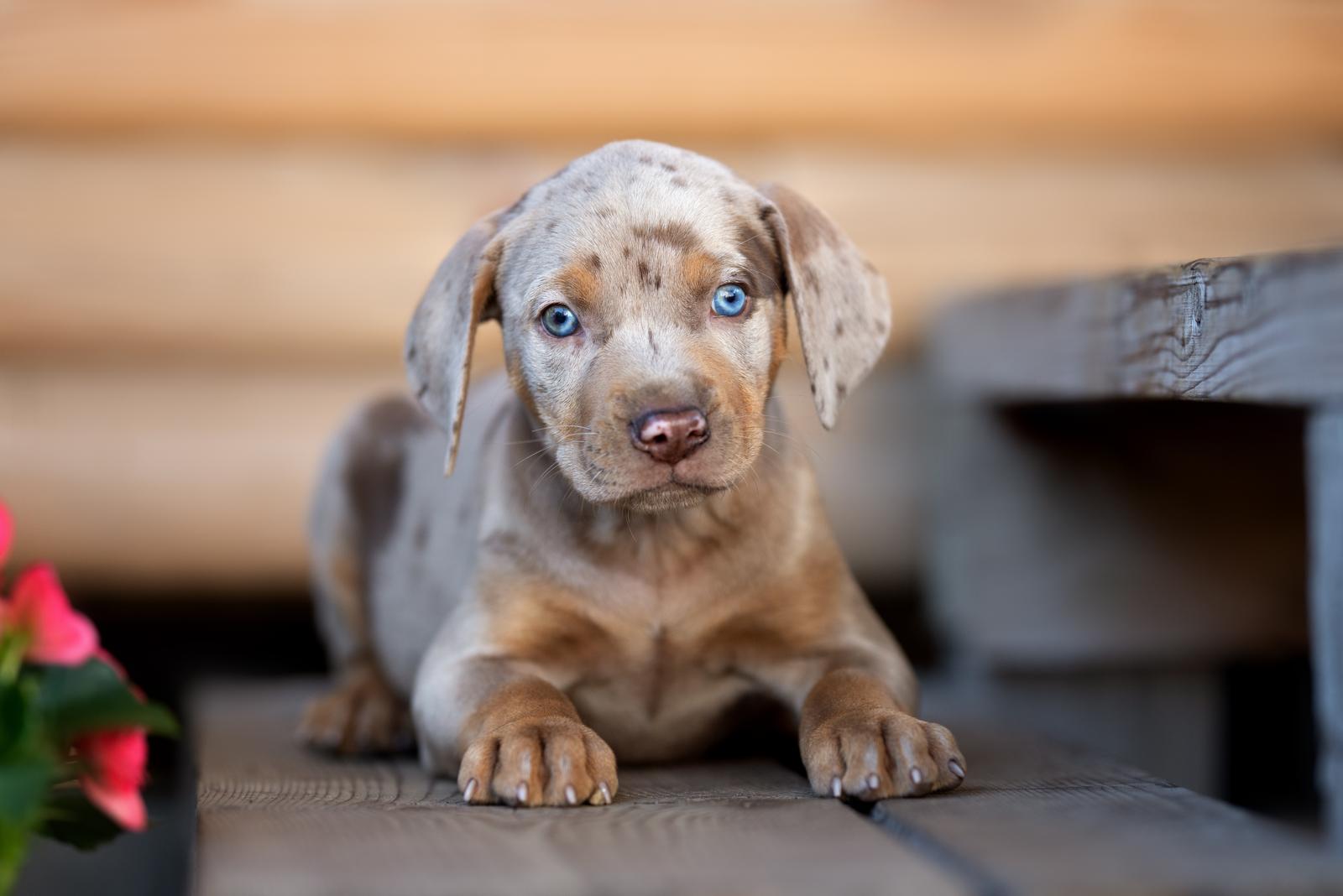 Come vedono i cani di notte?