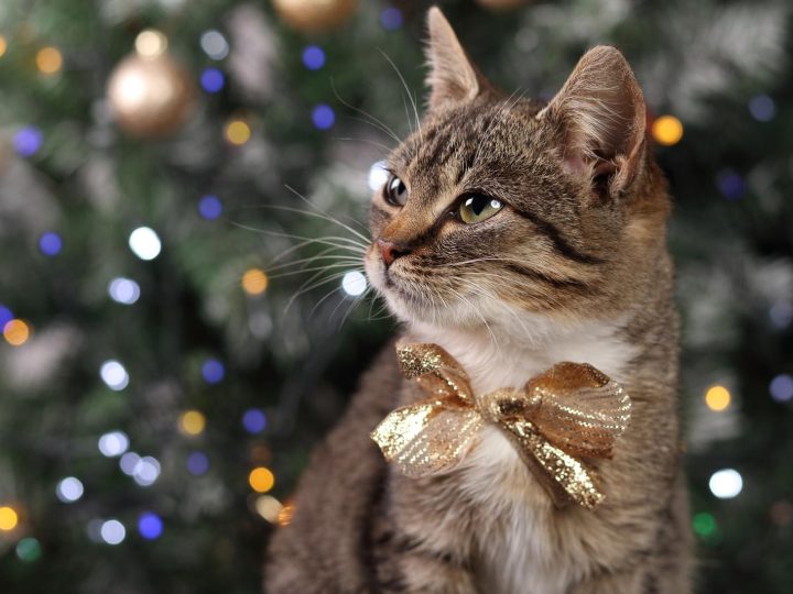 Come vedono i gatti al buio?