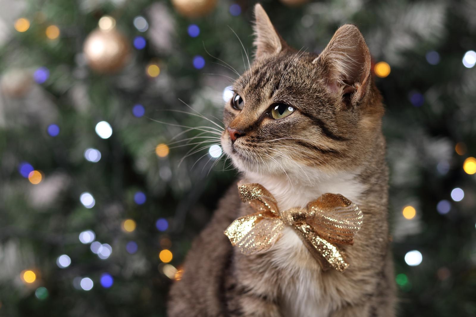 Come vedono i gatti al buio?