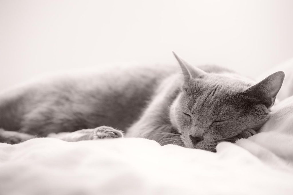 Come vedono i gatti le persone