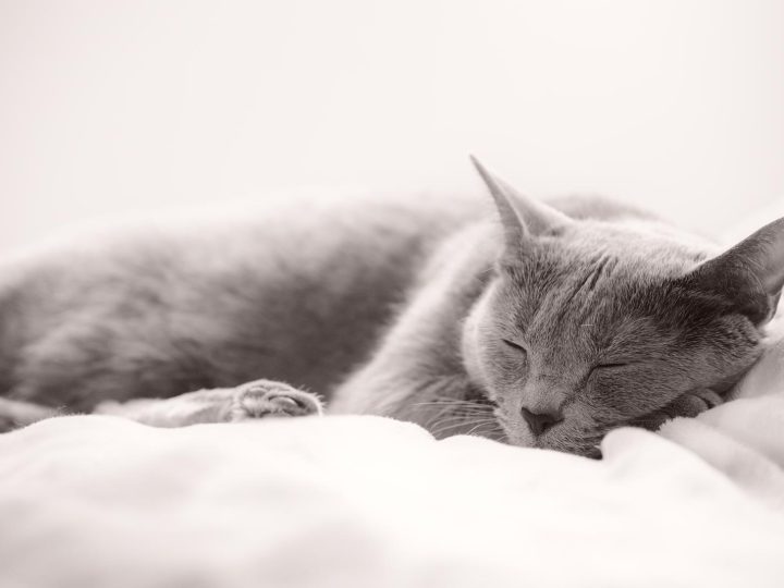 Come vedono i gatti le persone?