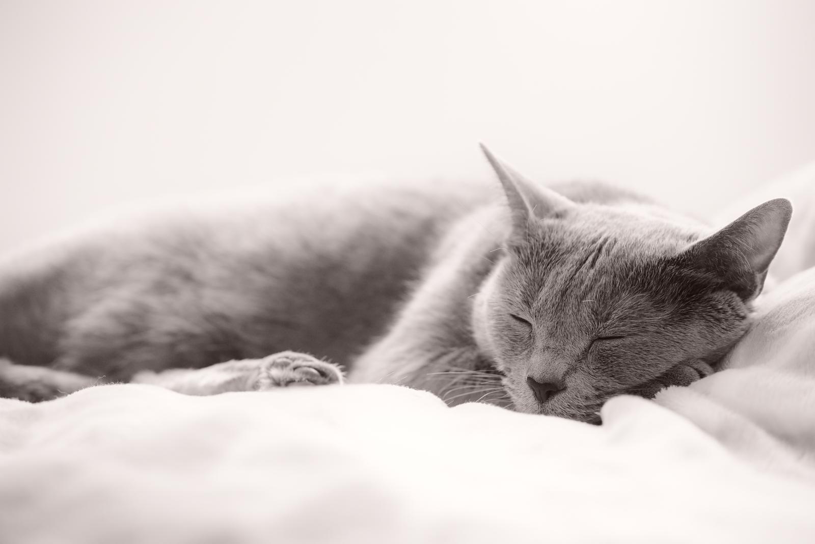 Come vedono i gatti le persone?