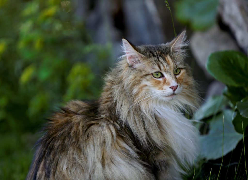 Cosa da fastidio ai gatti