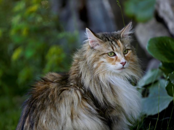 Cosa da fastidio ai gatti?