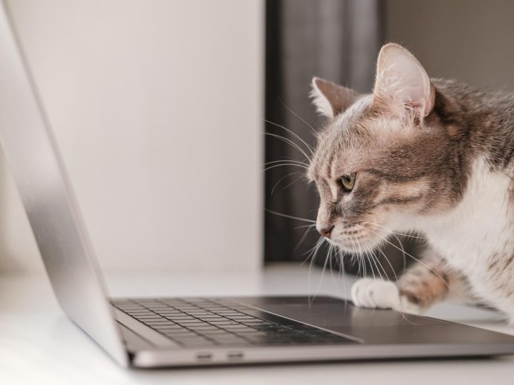 Cosa dare al gatto con diarrea?
