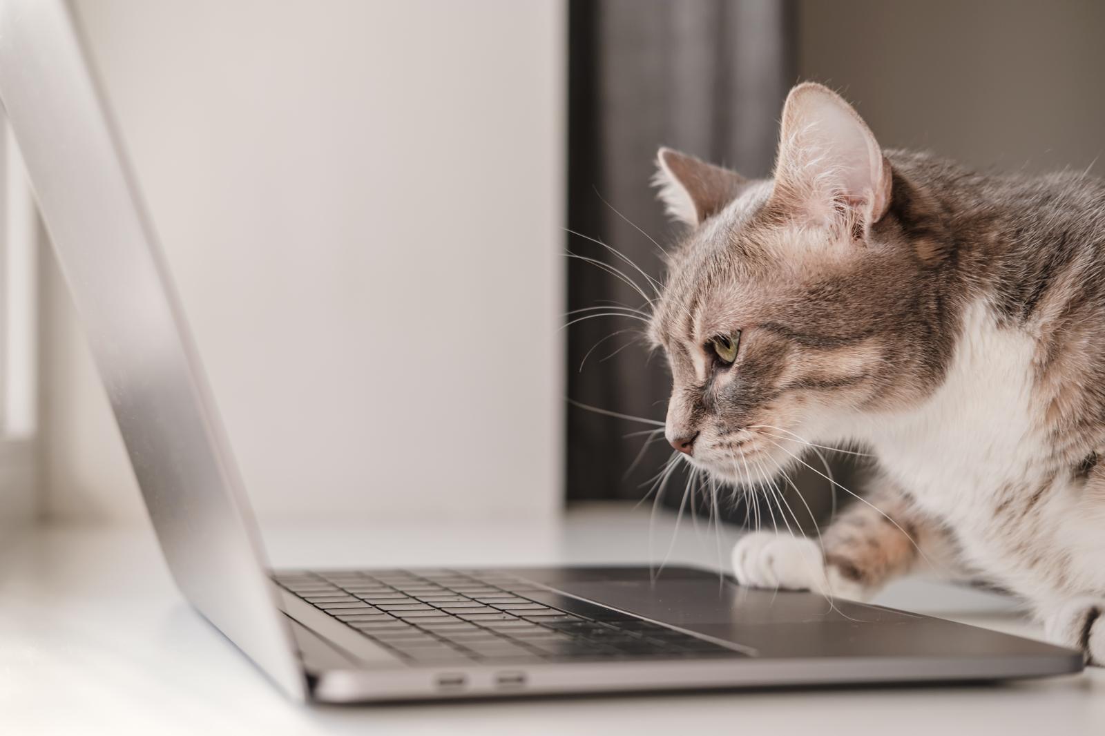 Cosa dare al gatto con diarrea?