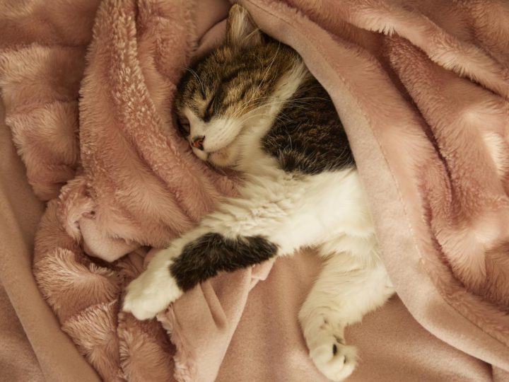 Cosa dare da mangiare ai gatti?