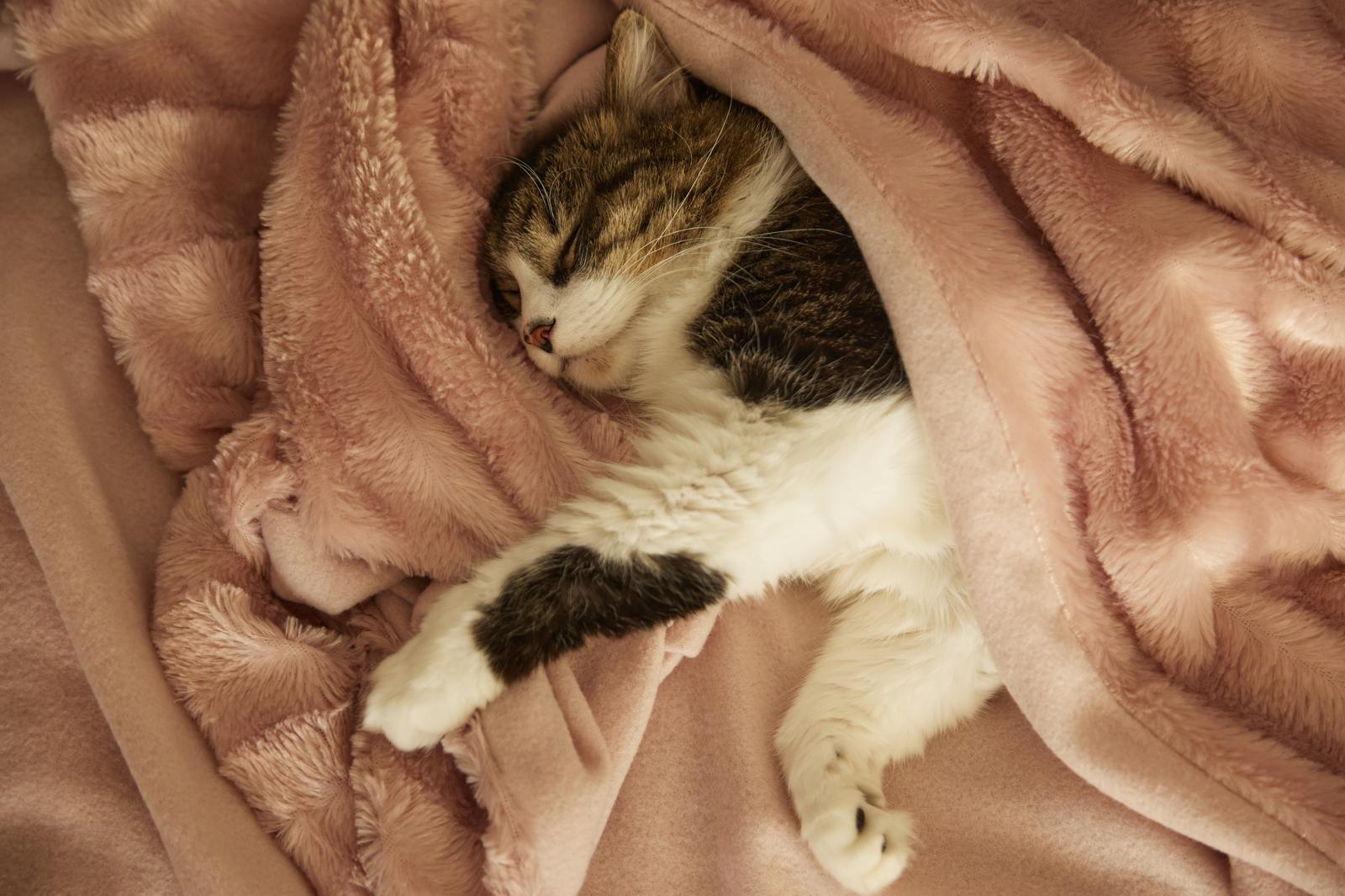 Cosa dare da mangiare ai gatti?