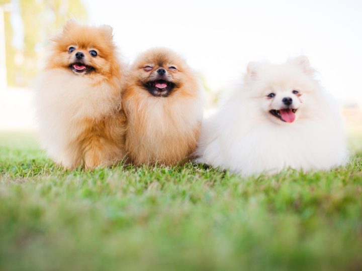 Cosa dare da mangiare al cane con diarrea?