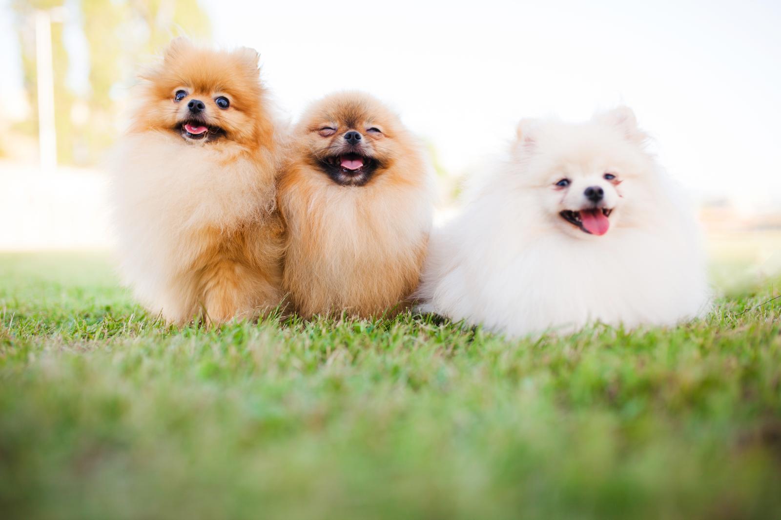 Cosa dare da mangiare al cane con diarrea?