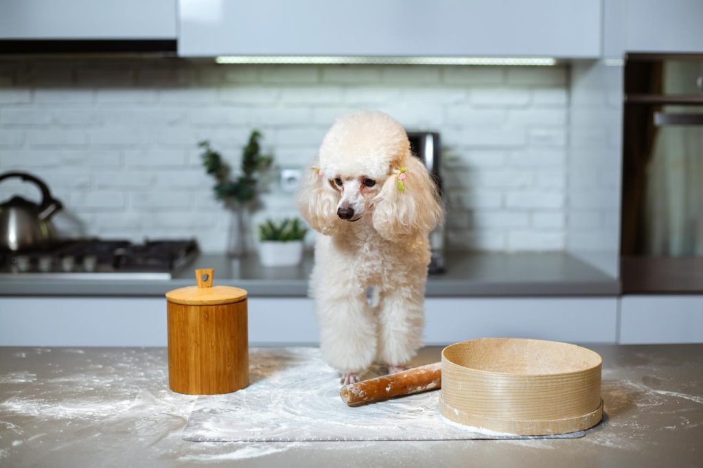 Cosa fare se il cane mangia cioccolato