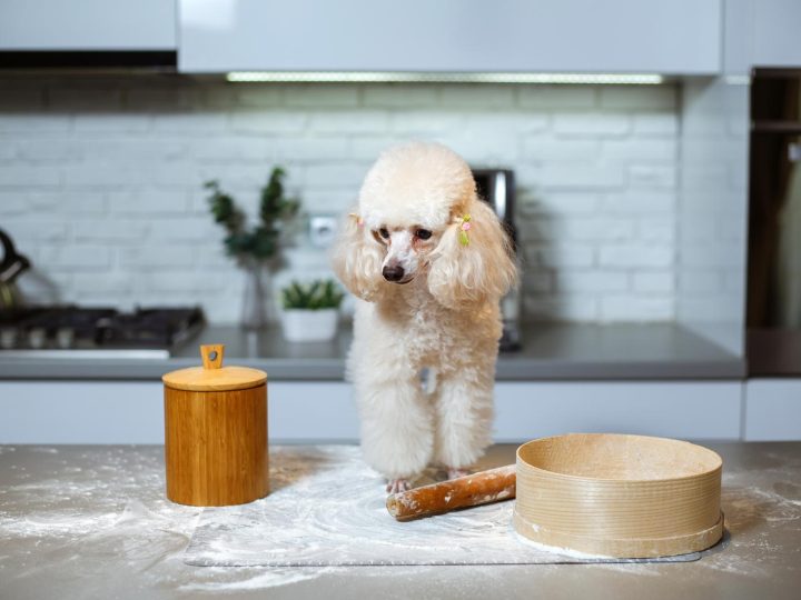 Cosa fare se il cane mangia cioccolato?