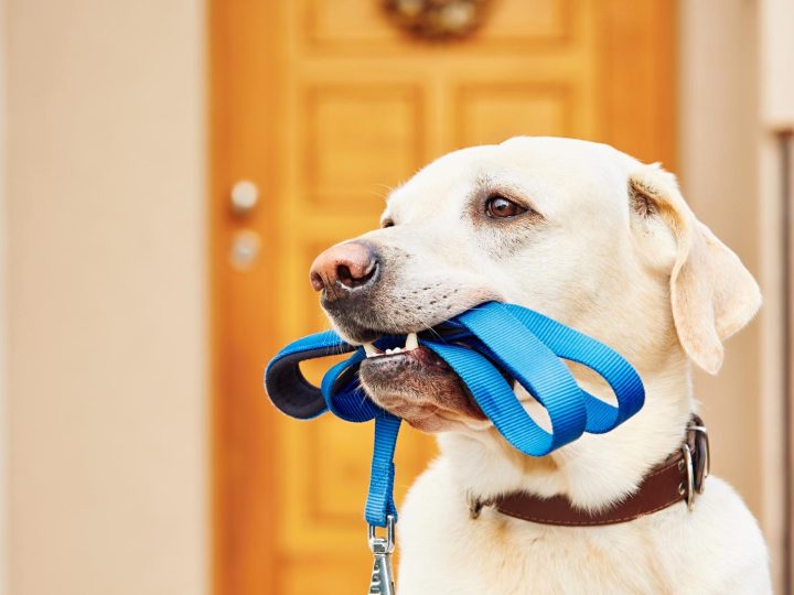 Cosa fare se il cane mangia la cacca?