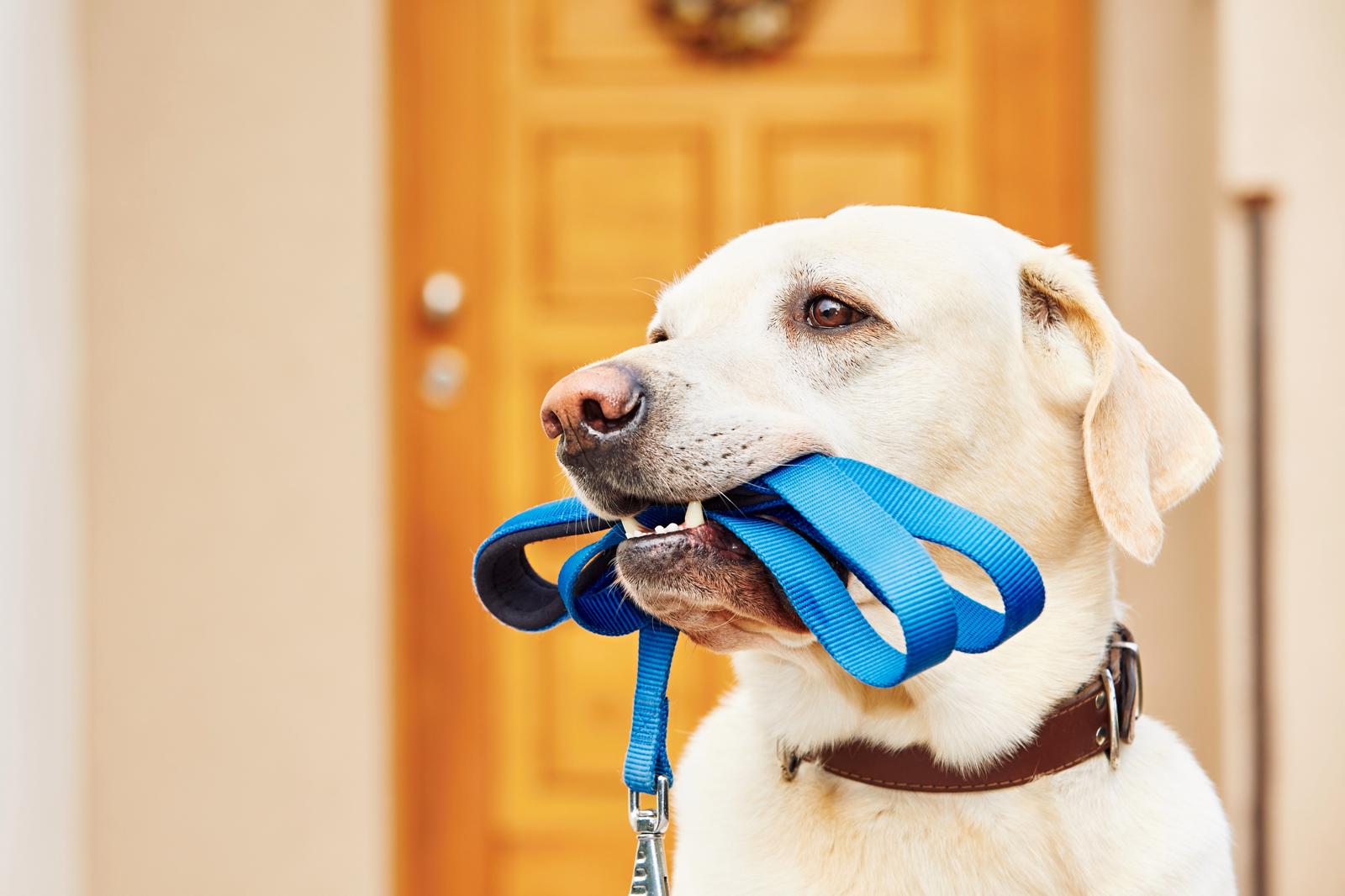 Cosa fare se il cane mangia la cacca?