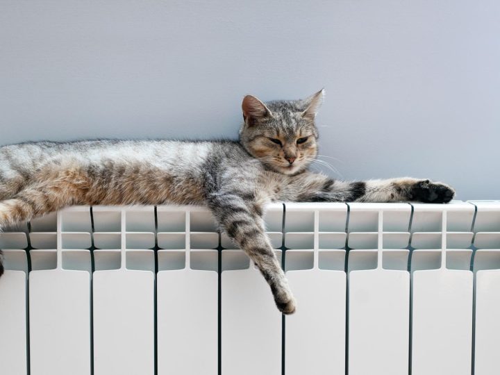 Cosa fare se il gatto ha il raffreddore?