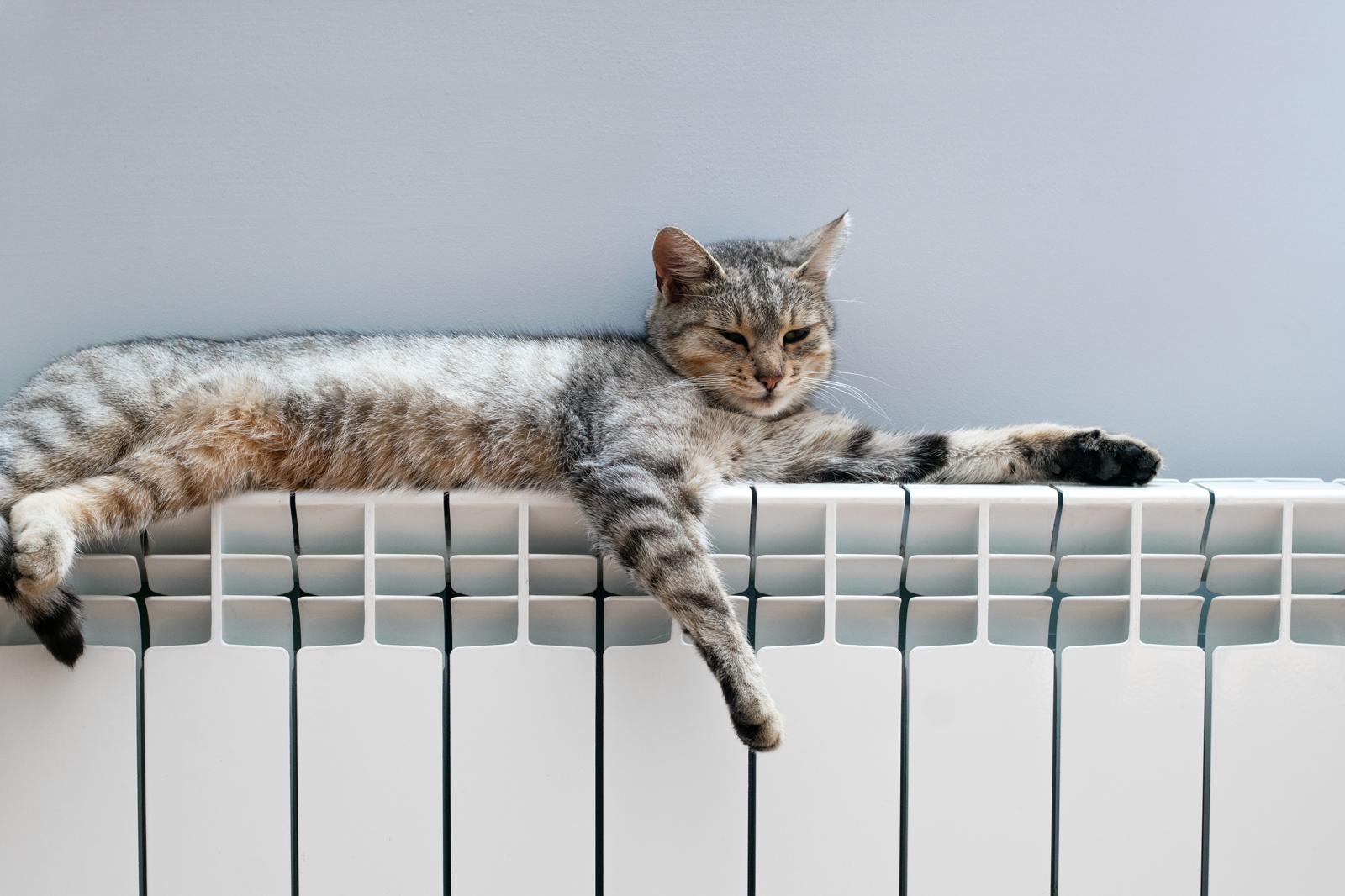 Cosa fare se il gatto ha il raffreddore?