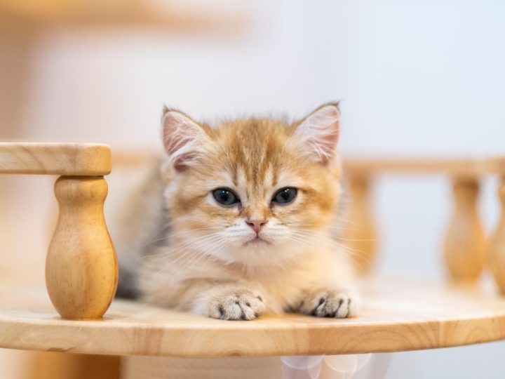 Cosa fare se il gatto ha la diarrea?