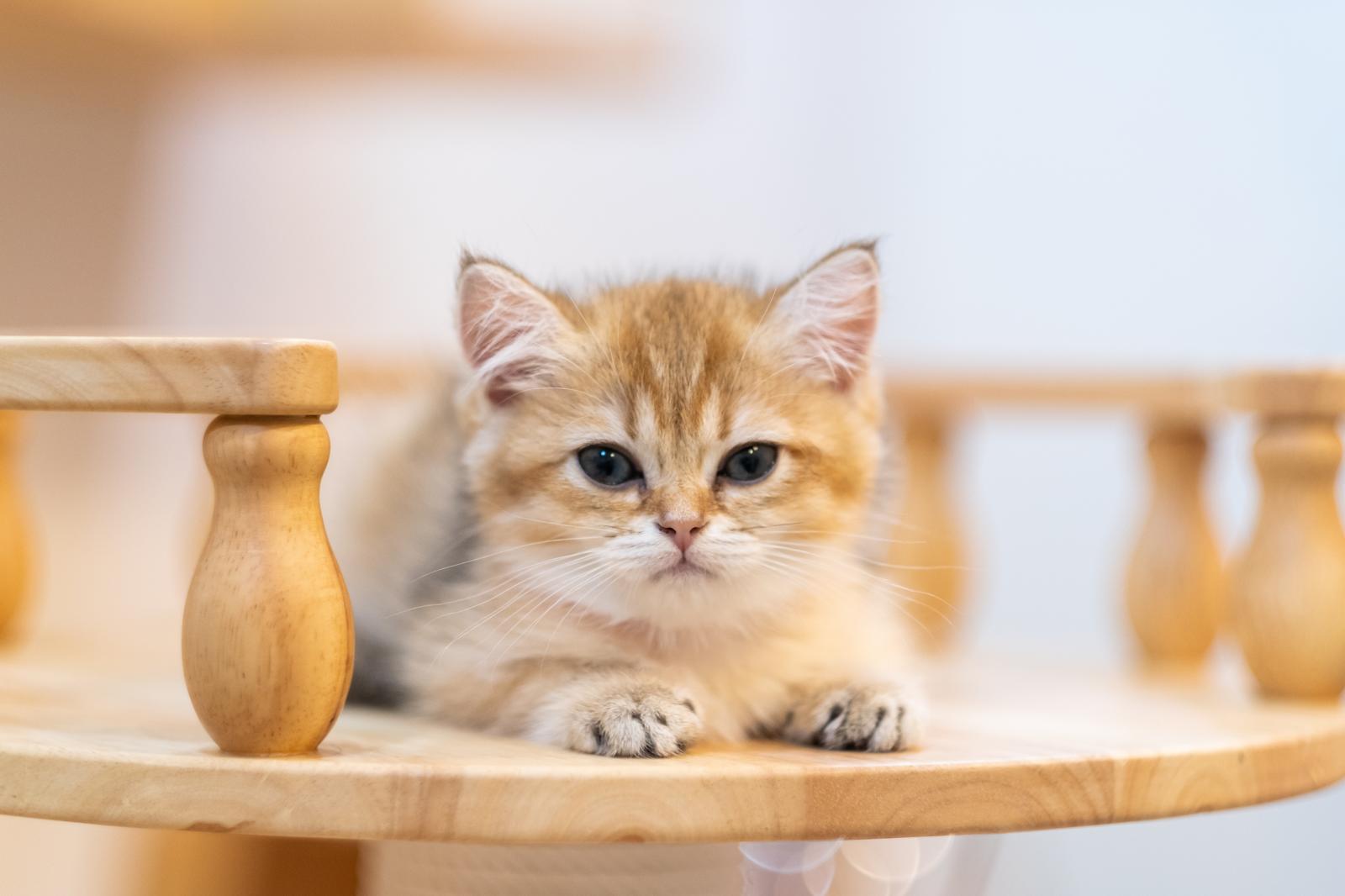 Cosa fare se il gatto ha la diarrea?