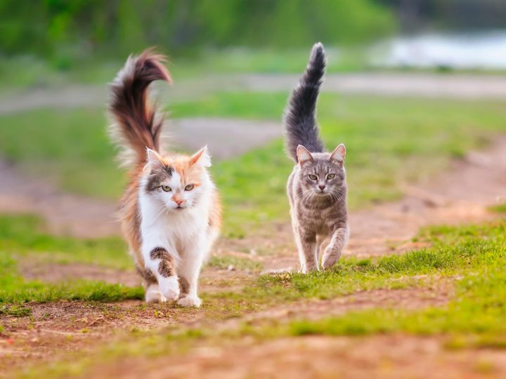 Cosa fare se il gatto ha le pulci?