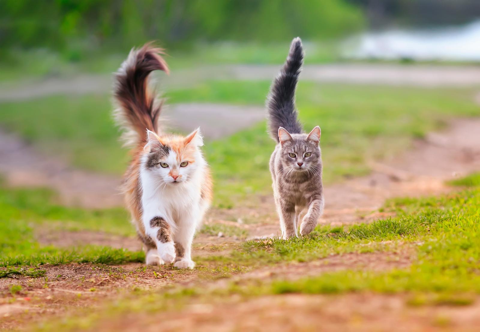Cosa fare se il gatto ha le pulci?