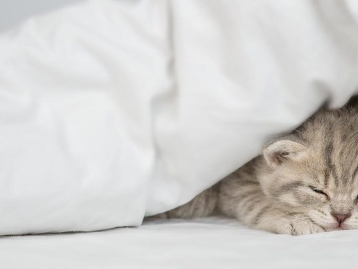 Cosa fare se il gatto miagola sempre?