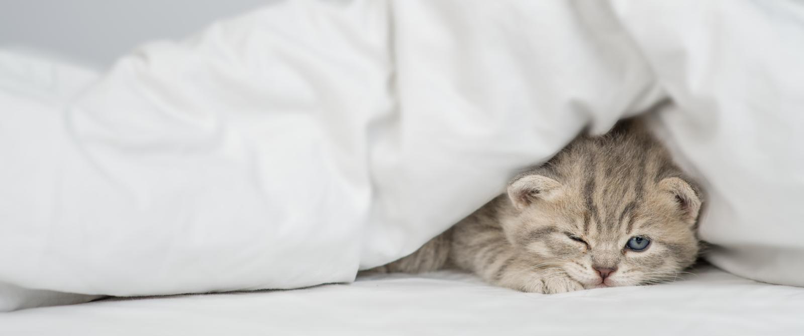 Cosa fare se il gatto miagola sempre?