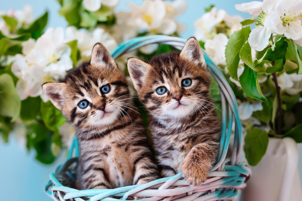 Cosa fare se un gatto ti graffia